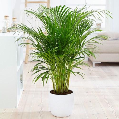 areca-palm-bamboo-palm-plant-500×500