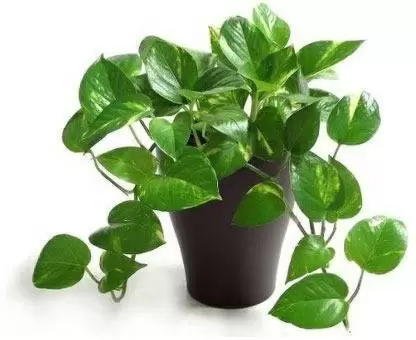 golden-money-plant-in-imported-plastic-pot-air-purifier-1-dr-original-imafm42nnbdpzrye