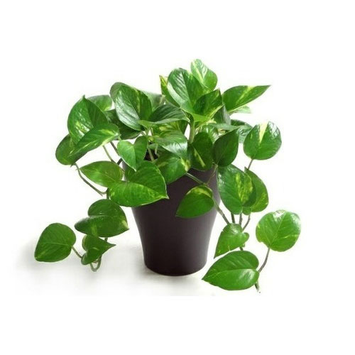 green-money-plant-500×500 (1)