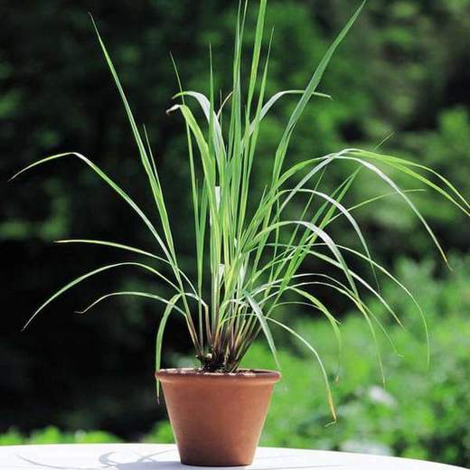 mangomeadows-nursery-plants-lemon-grass-plant-16968998944908_520x520