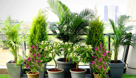 nurserylive-a-lush-green-garden-for-a-sunny-balcony8_435x250_crop_center