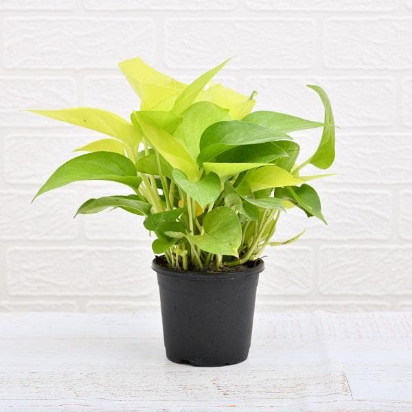 nurserylive-air-purifier-money-plant_600x_f32e0863-fcd1-42ab-af0d-75a3d51e72bd