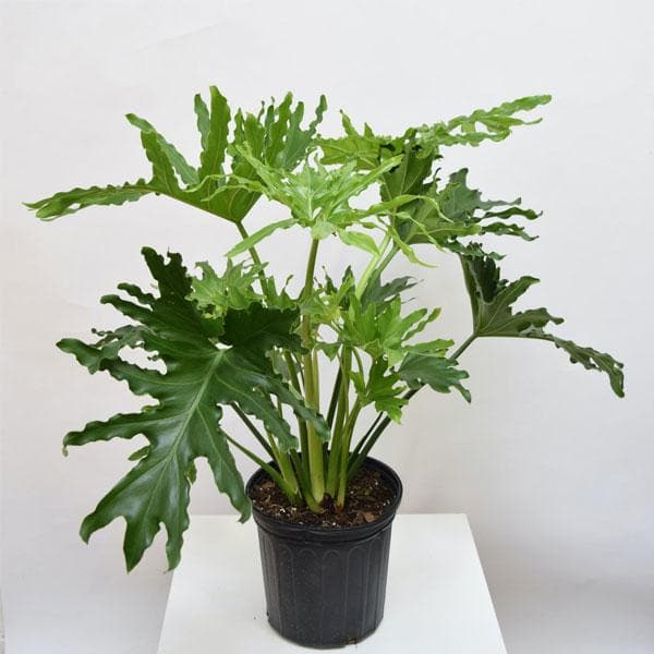 nurserylive-philodendron-selloum-plant (1)