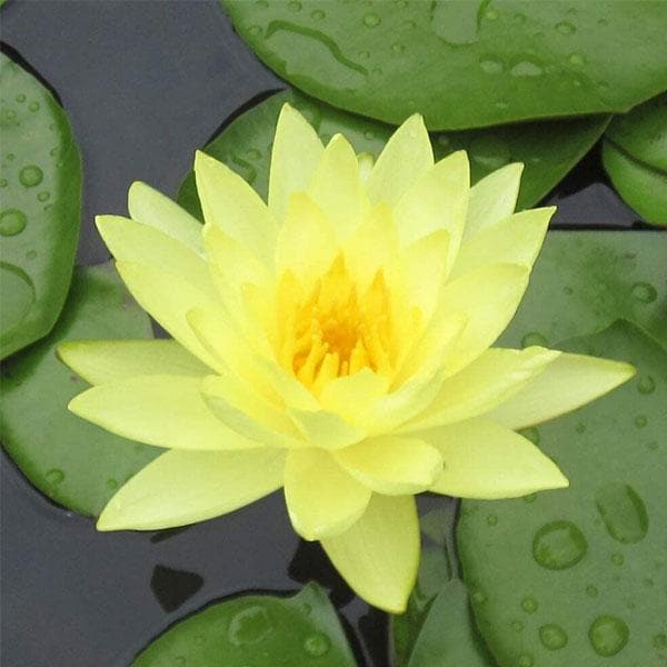 nurserylive-yellow-lily-hybrid-lotus-yellow-plant