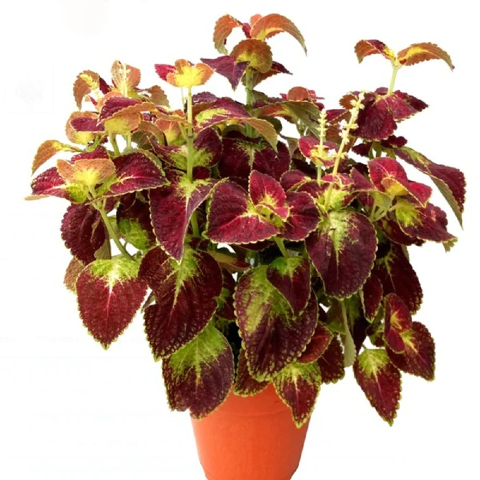 the-farm-people-coleus-plant-green-maroon_700x700