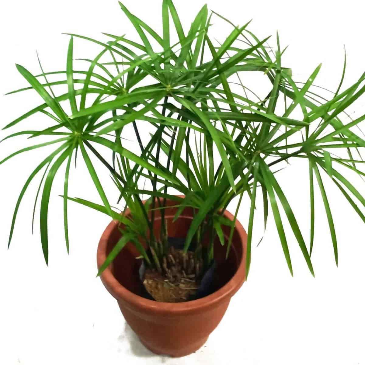 urban-plants-Umbrella-palm-Cyperus-Alternifolius-Plant-foliage-plant-indoor-plants