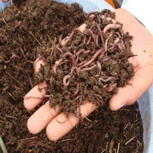 vermicompost-fertilizer-500×500