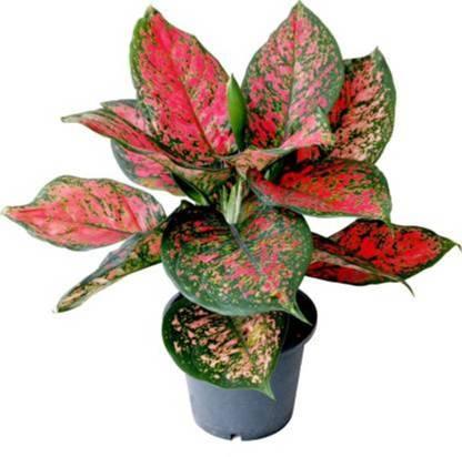 aglaonema lady valentine pink plant aglaonema lady valentine pink plant nursery